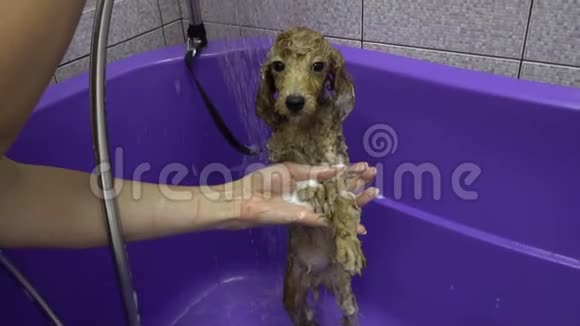 在浴室洗头的小狗视频的预览图