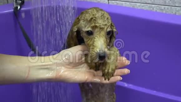 在浴室洗头的小狗视频的预览图