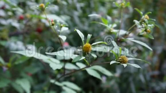 拜登斯特里帕蒂塔欧洲的药用植物视频镜头静态摄像机视频的预览图