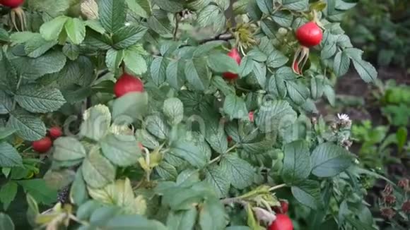蔷薇果实浆果上绿枝特写在秋风中移动视频的预览图