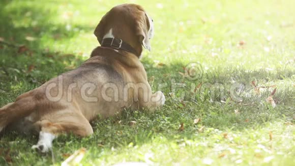 小猎犬躺在绿草上视频的预览图