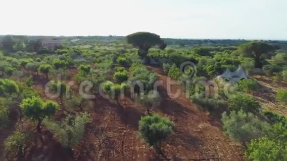 意大利阳光明媚的夏季橄榄树视频的预览图