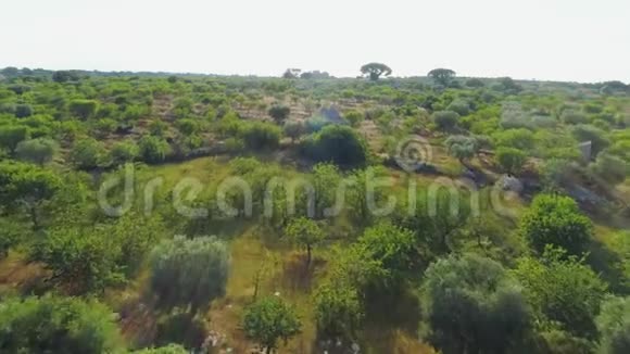 在阳光明媚的意大利无人机4k的野外夏季橄榄树视频的预览图