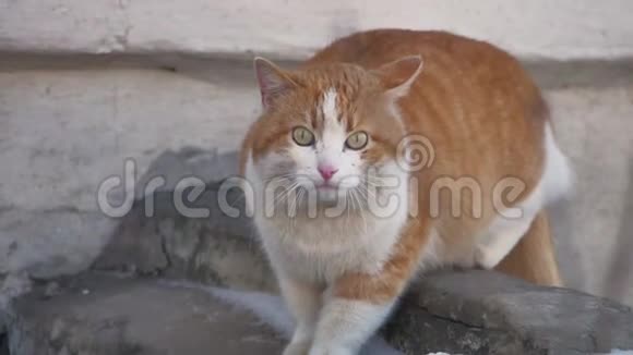 街头流浪猫姜猫看镜头户外生活方式视频的预览图