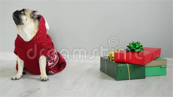 一只漂亮的狗穿着驯鹿的西装种着一只小狗狗穿着一件红白相间的毛衣坐在礼物旁边视频的预览图