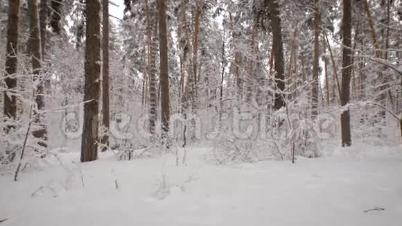 冬季森林在散步的过程中有可能看到一些新的和不寻常的东西奇迹不会的视频的预览图