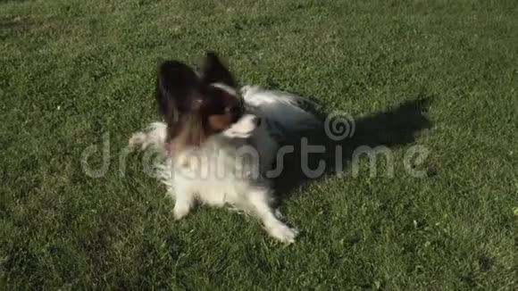 有趣的帕皮龙犬在草地上玩耍的视频视频的预览图