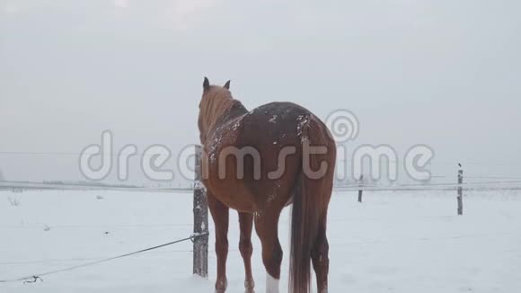 不同品种的马在冬天的雪场里吃草它正在下雪视频的预览图