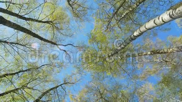 春天森林里的桦树天旋地转视频的预览图