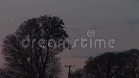 一群椋鸟在傍晚从树上飞下来视频的预览图