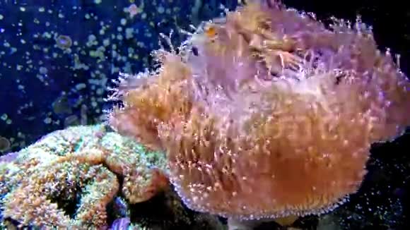水族馆里充满活力的珊瑚鱼在水底游动视频的预览图