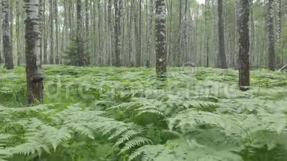 穿过白桦林带有行走感觉的摄影机运动视频的预览图