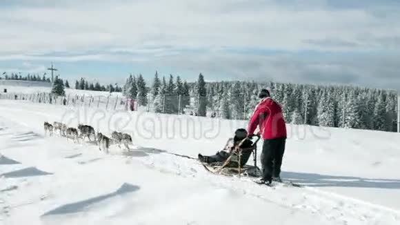 雪橇和爱斯基摩犬在田园诗般的自然中奔跑视频的预览图