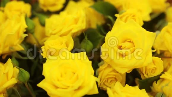 温柔的黄色玫瑰花束特写视频的预览图