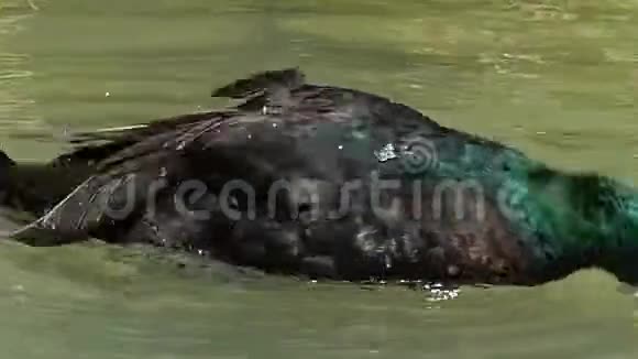 英俊的德雷克潜水并清理他在斯洛文尼亚湖的羽毛视频的预览图