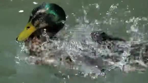 勇敢的德雷克潜水并清理他的羽毛在一个湖的斯洛文尼亚视频的预览图