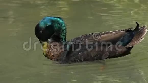 一个英俊的德雷克潜入水中清理他在斯洛莫湖中的羽毛视频的预览图