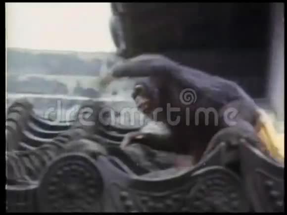 淘气的猴子在屋顶上视频的预览图