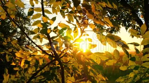 太阳的光线穿过树的叶子秋天的森林映衬着夕阳视频的预览图