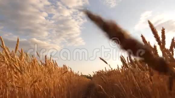 美丽的天空农村的云彩覆盖着麦田成熟的谷物收获对抗天空麦穗摇视频的预览图