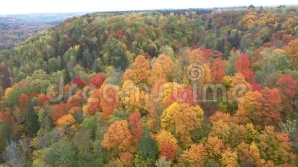 鸟瞰秋天的风景观秋色鲜艳的多色树木绿橙红视频的预览图