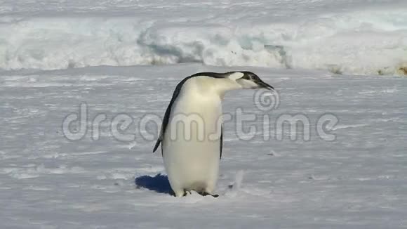 年轻的帝企鹅站在冰冻的海洋里冬日阳光明媚视频的预览图