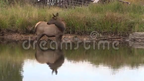 湖中的牛麋鹿视频的预览图