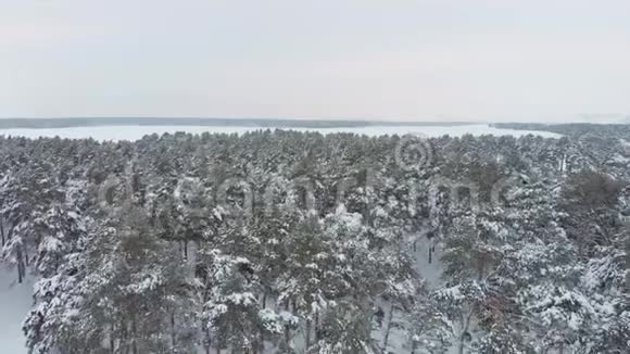 冬季鸟瞰积雪云杉林低飞空中拍摄的大松林覆盖着冬天的雪视频的预览图