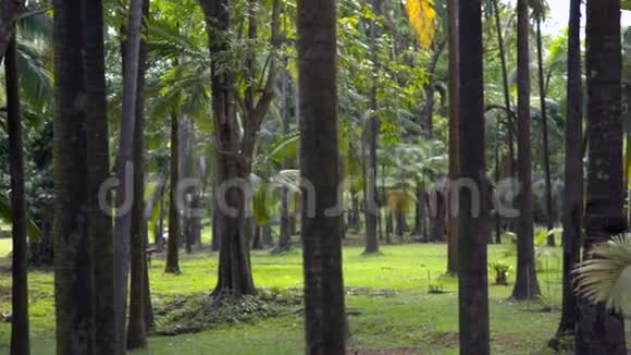 毛里求斯的森林和乡村长椅视频的预览图