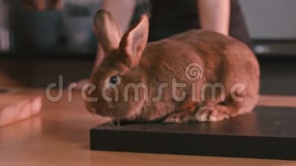 棕色兔子坐在黑板上坐在桌子上的小兔子视频的预览图