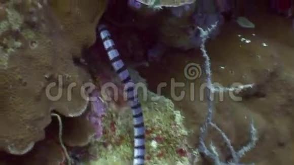 菲律宾野生动物海洋中红色珊瑚中的海蛇视频的预览图