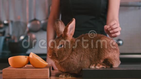 女人在桌子上抚摸兔子棕色兔子嗅着橙色的水果布朗兔兔视频的预览图