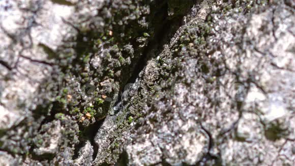 树上的蚂蚁群视频的预览图