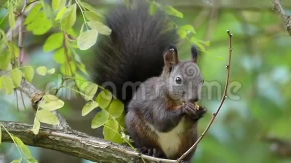 一只毛茸茸的松鼠在邋遢的树枝上吃坚果视频的预览图