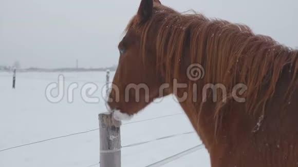 不同品种的马在冬天的雪场里吃草它正在下雪视频的预览图