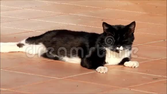 公猫黑白休息视频的预览图