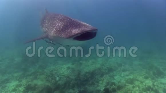 马尔代夫印度洋的鲸鲨视频的预览图
