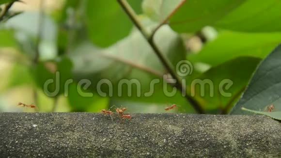红蚁在水泥墙上行走用触手交流视频的预览图