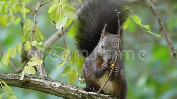 一只黑松鼠在邋遢的树枝上吃一颗裂开的坚果视频的预览图