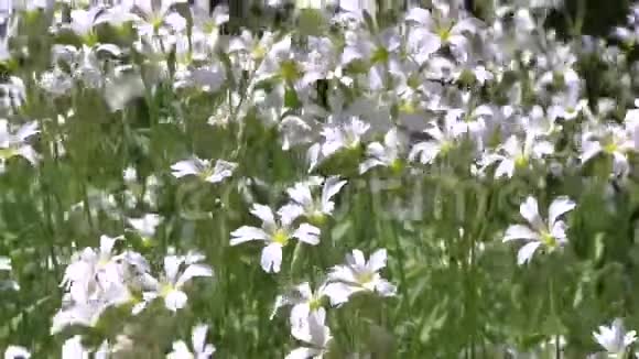 在阳光明媚的夏日风上种白色野花视频的预览图