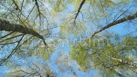 春天森林里的桦树天旋地转视频的预览图