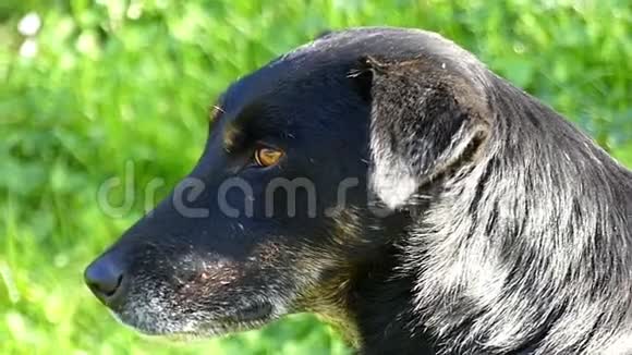 阳光明媚的一天一只大黑狗躺在绿色的草坪上视频的预览图