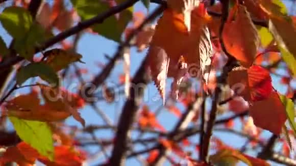 美丽的秋天17视频的预览图