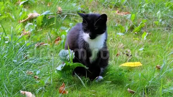 一只黑白猫在夏天慢动作地坐在草地上视频的预览图