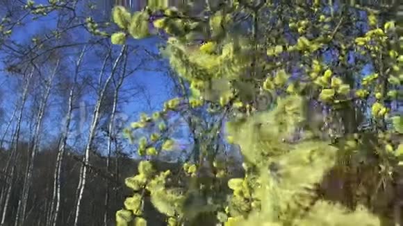 开花灌木柳视频的预览图