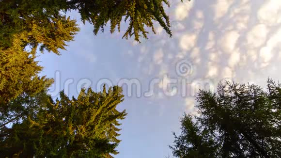日落的天空穿过树枝视频的预览图