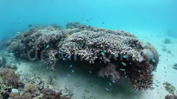 印度尼西亚围绕健康珊瑚的珊瑚礁鱼类学校视频的预览图