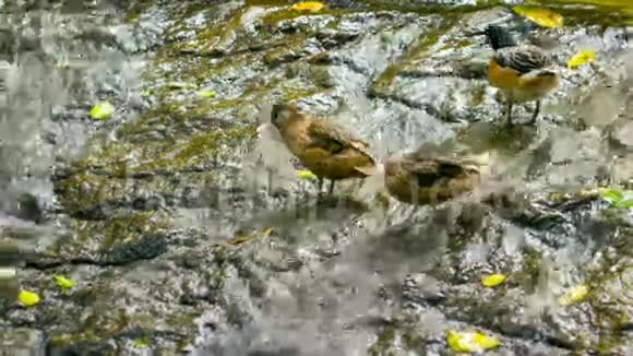 在森林小溪里的鸭子视频的预览图