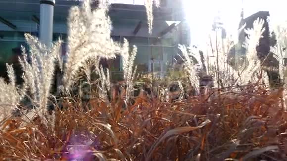 干燥的植物在刮风的日子里活动视频的预览图