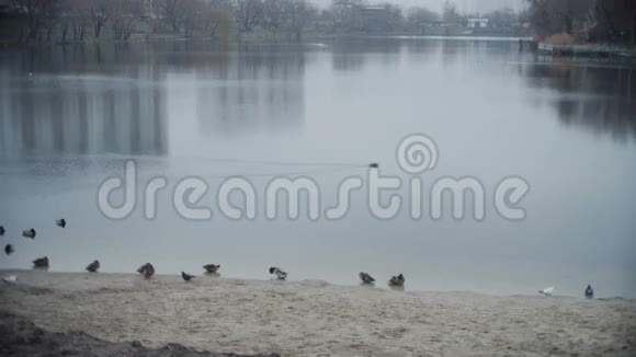 深秋的鸭子在岸上视频的预览图